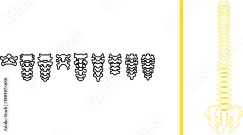 Human spine and individual vertebrae vector illustration isolated on white background