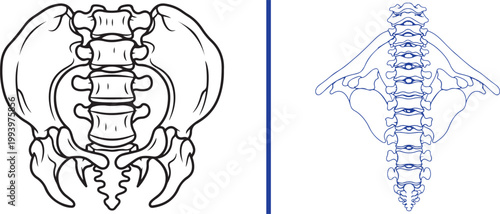 Human pelvis and spine vertebrae line art illustration isolated on white background