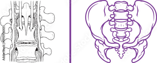 Medical illustration of human spine vertebrae and pelvis bone structure isolated on white background