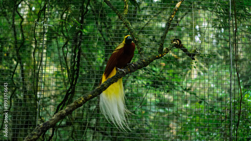 Bild auf Leinwand Beautiful Bird-of-Paradise in Aviary Environment