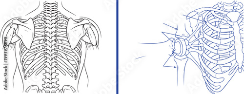 Human skeletal system anatomy illustration of rib cage spine and shoulder joint isolated on white background