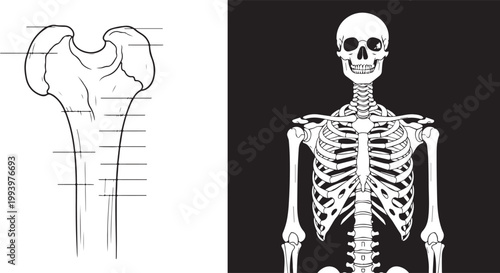 Human skeleton torso and femur bone anatomical diagram vector illustration isolated on white background