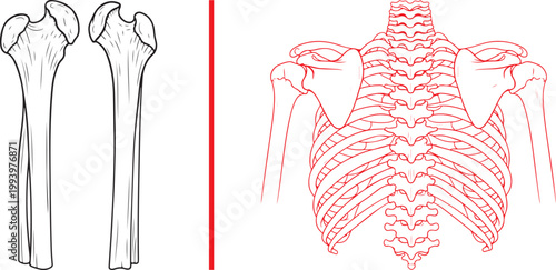 Human skeletal system anatomy vector illustration with femur and rib cage isolated on white background