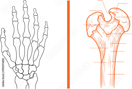 Human hand skeleton and humerus bone anatomy vector illustration isolated on white background