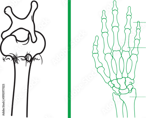 Anatomical line drawing of human hand skeleton and joint isolated on white background vector illustration