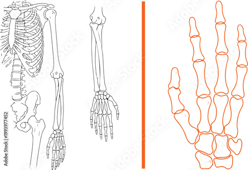 Human skeleton anatomy diagrams including torso arm and hand bones vector illustration isolated on white background