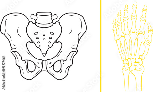 Minimalist line art illustration of human pelvis and hand skeletal anatomy isolated on white background