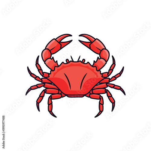 A detailed red crab illustration for marine life designs.