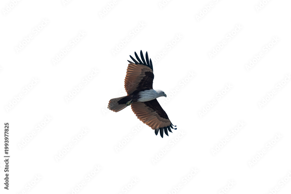 Fototapeta premium Brahminy kite (Haliastur indus) png