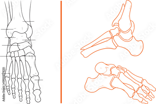 Human foot and ankle bone anatomy vector illustration with multiple views isolated on white background