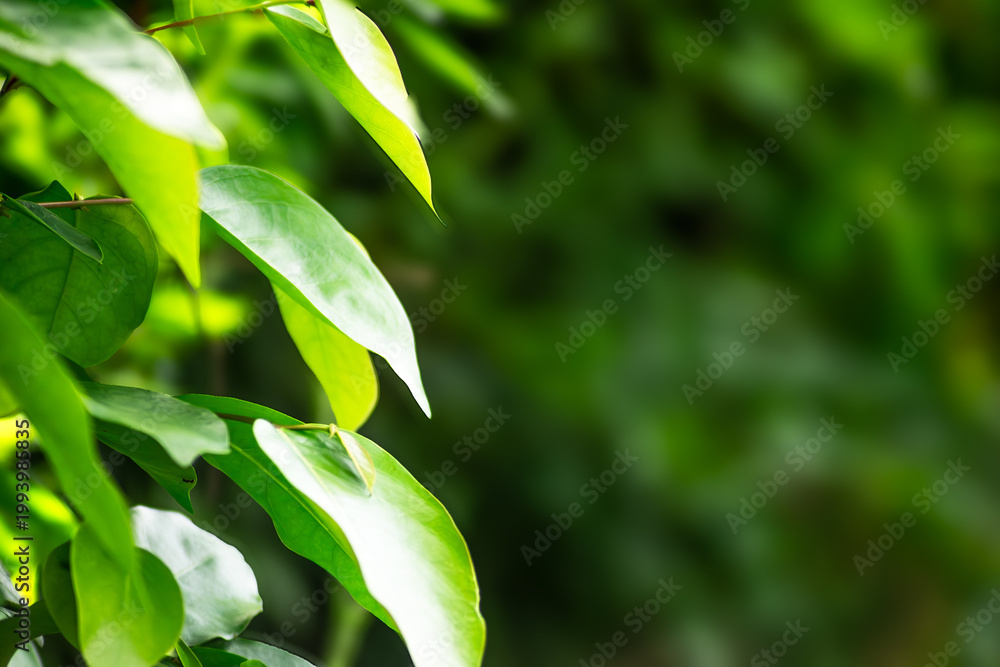 Obraz premium Lush green leaves illuminated by sunlight create a serene atmosphere in a tranquil garden setting