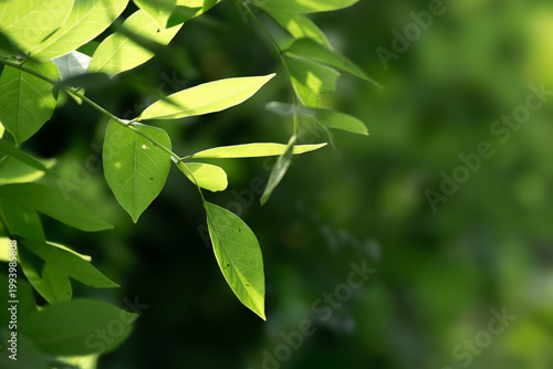 Green foliage illuminated by sunlight with dark blurred leaves in the background 