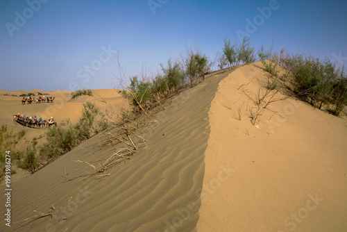 landscape of Taklamakan Desert and oasis