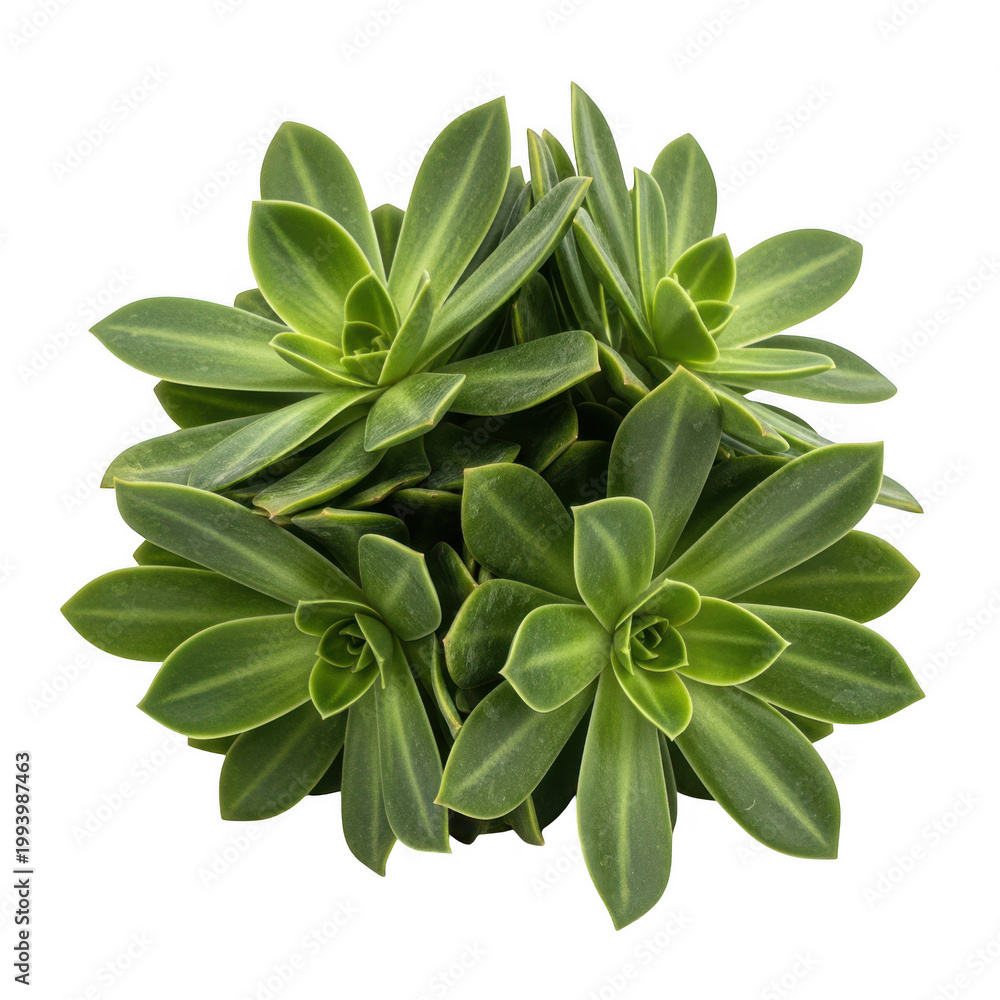Fototapeta premium Green rosette succulent plant cluster
