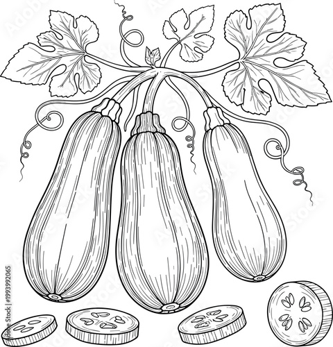 Hand drawn zucchini vegetable illustration with slices vintage botanical sketch style organic food ingredient isolated on white background