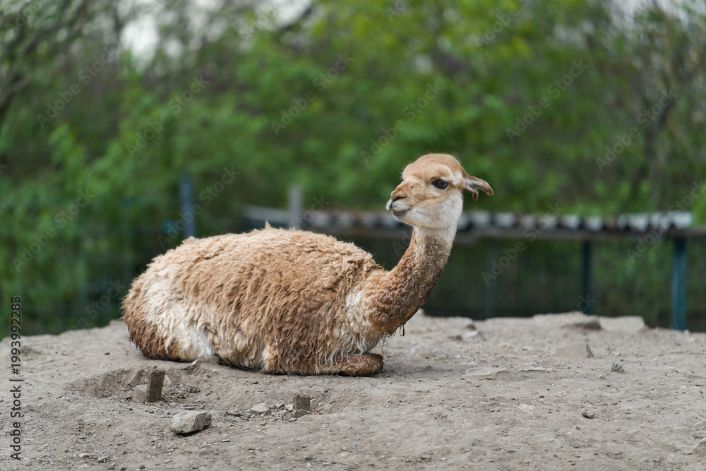 Fototapeta premium ein Vikunja, vicugna vicugna, in einem Tierpark beobachtet die Umgebung