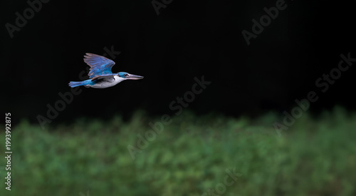 Collared Kingfisher, Todiramphus chloris, in flight in forest park, mid-sized kingfisher with variable plumage pattern, greenish-blue crown and upperparts with white collar, dramatic black background