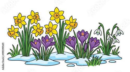 Spring Floral Illustration with Yellow Daffodils Purple Crocus and White Snowdrops in Melting Snow
