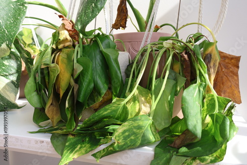 Fotografi Withered green houseplants with yellowed leaves sit on a bright windowsill