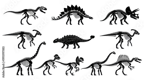 Dinosaur Skeletons, Fossil, Prehistoric Animals, Vector Illustration, Black and White