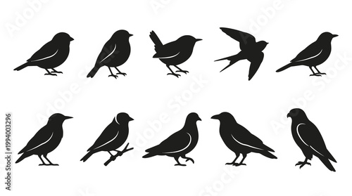 Black and white bird silhouettes, vector set, nature and wildlife