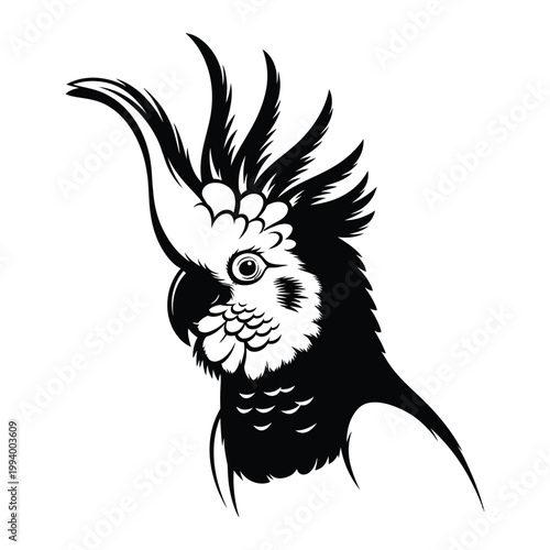 Beautiful black and white cockatoo illustration