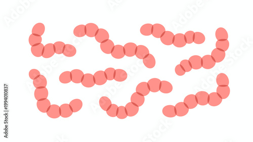 This illustration depicts several chains of spherical salmon colored bacteria likely streptococci arranged in a curved and irregular pattern high quality professional detailed modern elegant stylish