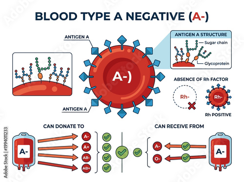 Infographic: Blood Type A Negative (A-). Antigen A structure, Rh factor absence, and donation compatibility.