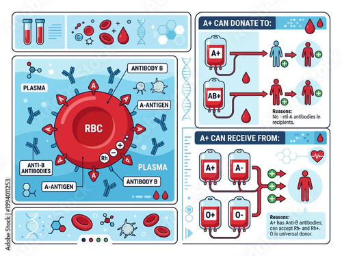 Modern flat vector infographic explaining blood type A+ compatibility for safe transfusions and immune responses, showcasing biology