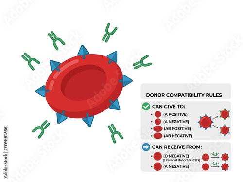 Vector infographic explaining A positive blood type compatibility rules, illustrating red blood cells, antigens, and antibody interactions.