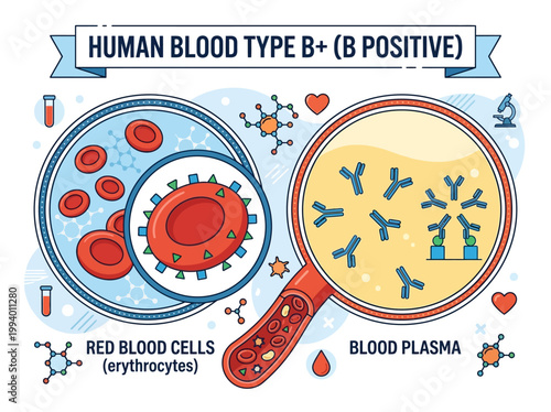 Modern vector infographic explaining human blood type B positive, detailing red blood cells, antigens, and plasma antibodies.