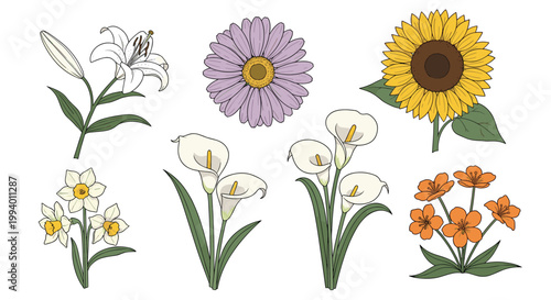 Set of various beautiful flowers including sunflower, lily, daisy, calla lilies, and narcissus with green leaves.