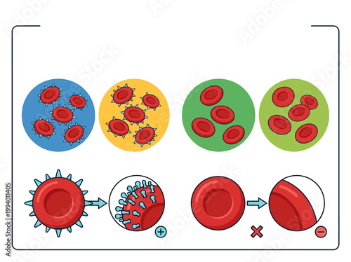 Modern flat vector infographic illustrating viral infection impact on red blood cells and cellular defense mechanisms.