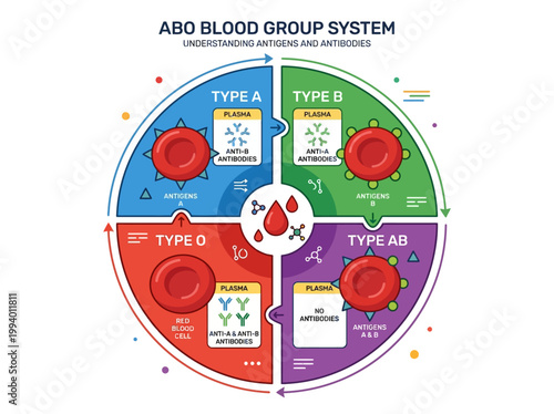 Illustrative Diagram Explaining the ABO Blood Group System, Detailing Antigens and Antibodies for Each Blood Type A, B, O, and AB for Educational Purposes