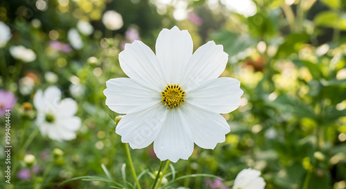 A close-up shot of a delicate white cosmos flower with a yellow center, surrounded by lush green foliage and soft highlights in a sunny garden.