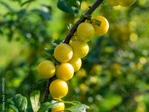 OLYMPUS DIGITAL CAMERAClose-up of ripe yellow Caucasian plum Prunus cerasifera cultivar “Mara” fruits hanging on a tree branch in a natural garden environment