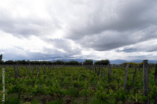 Mendoza vineyard fields with andes mountains and cloudy sky