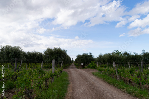 Mendoza vineyard dirt road stretching through olive trees
