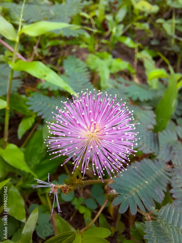 Tableau sur toile Close Up of Pink Shameplant Flower with Green Mimosa Pudica Leaves on Blurred Na