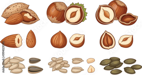 Assorted Nuts and Seeds Collection with Almond Hazelnut Pistachio Sunflower and Pumpkin Seeds Detailed Food Illustration for Healthy Snacks, Nutrition, and Vector Design