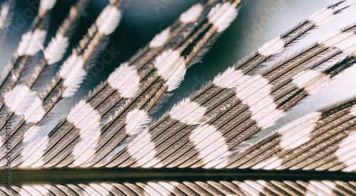 Macro detail of spotted bird feather with intricate barbs and shafts in natural light