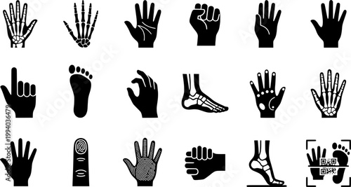 Vintage engraving set of human hands and feet featuring palm, fist, open hand, and footprints in a detailed woodcut etching style
