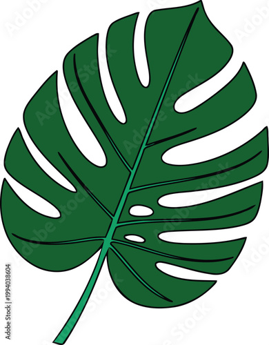 Monstera Deliciosa Leaf Illustration.