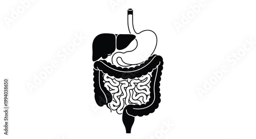 Anatomical illustration of the human digestive system black and white