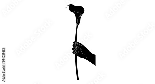 Elegant Silhouette of a Calla Lily Held in a Hand.