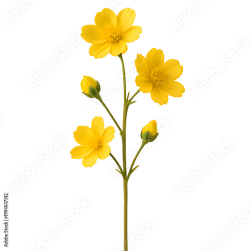 Fresh yellow flowers with green stem and buds isolated on transparent background