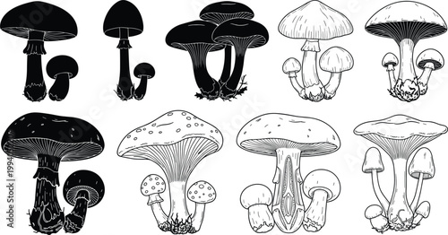 Mushroom Illustration Vector Set with Silhouette and Detailed Line Art Fungi, Forest Botanical Collection, Vintage Engraving Style for Nature, Food, and Design Elements