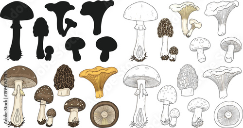Mushroom Collection Vector Set with Silhouettes, Hand Drawn Sketches, and Colored Fungi Illustrations, Forest Botanical Elements for Nature, Food, and Vintage Design