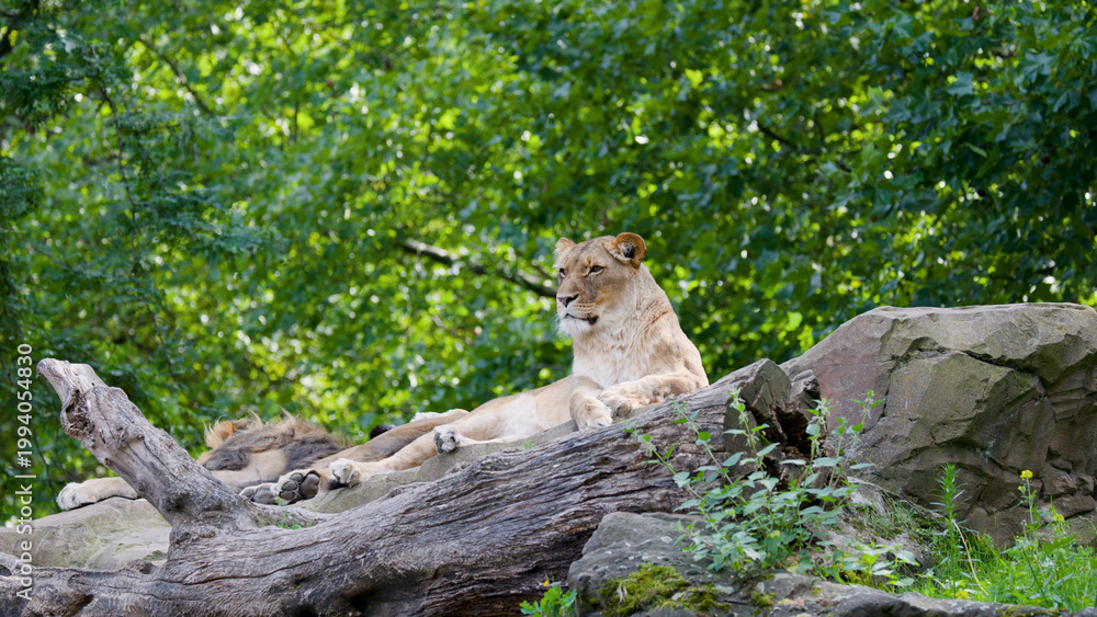 Fototapeta premium Lioness Resting on a Log in a Lush Green Zoo Habitat