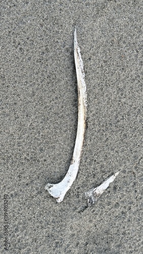 Fotografie Weathered white bone fragment with sharp point discovered lying on textured surf